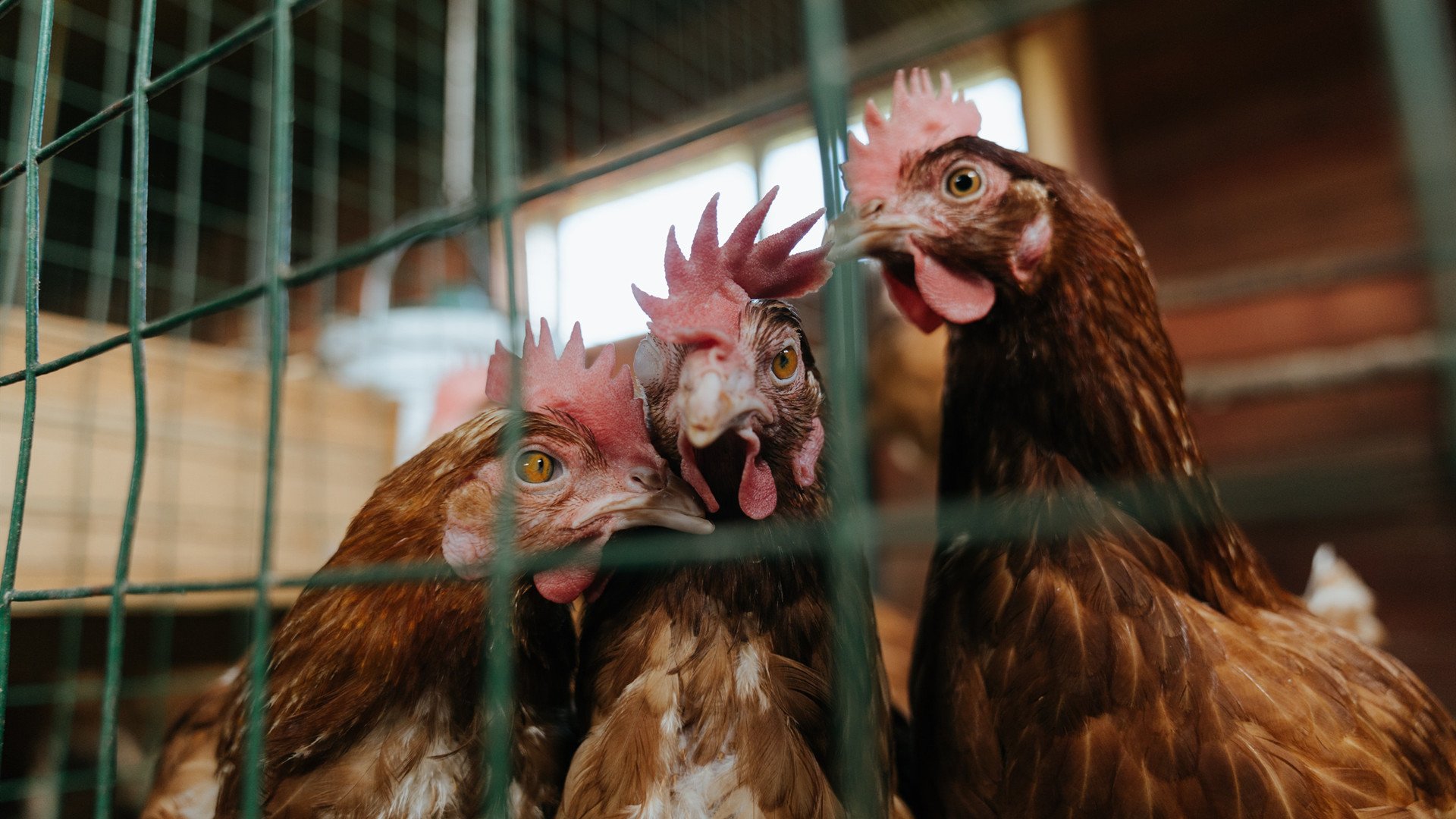 爱游戏登录入口-“未来足球明星：全国青少年足球模拟比赛落幕”，全国青少年足球最佳阵容