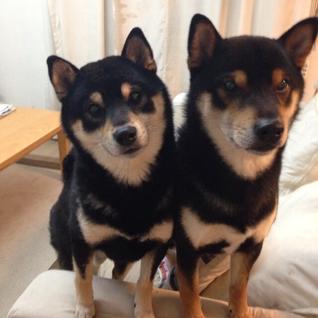 “未来之星:全国青少年足球明星大赛圆满落幕”,校园足球未来之星申报材料2020年