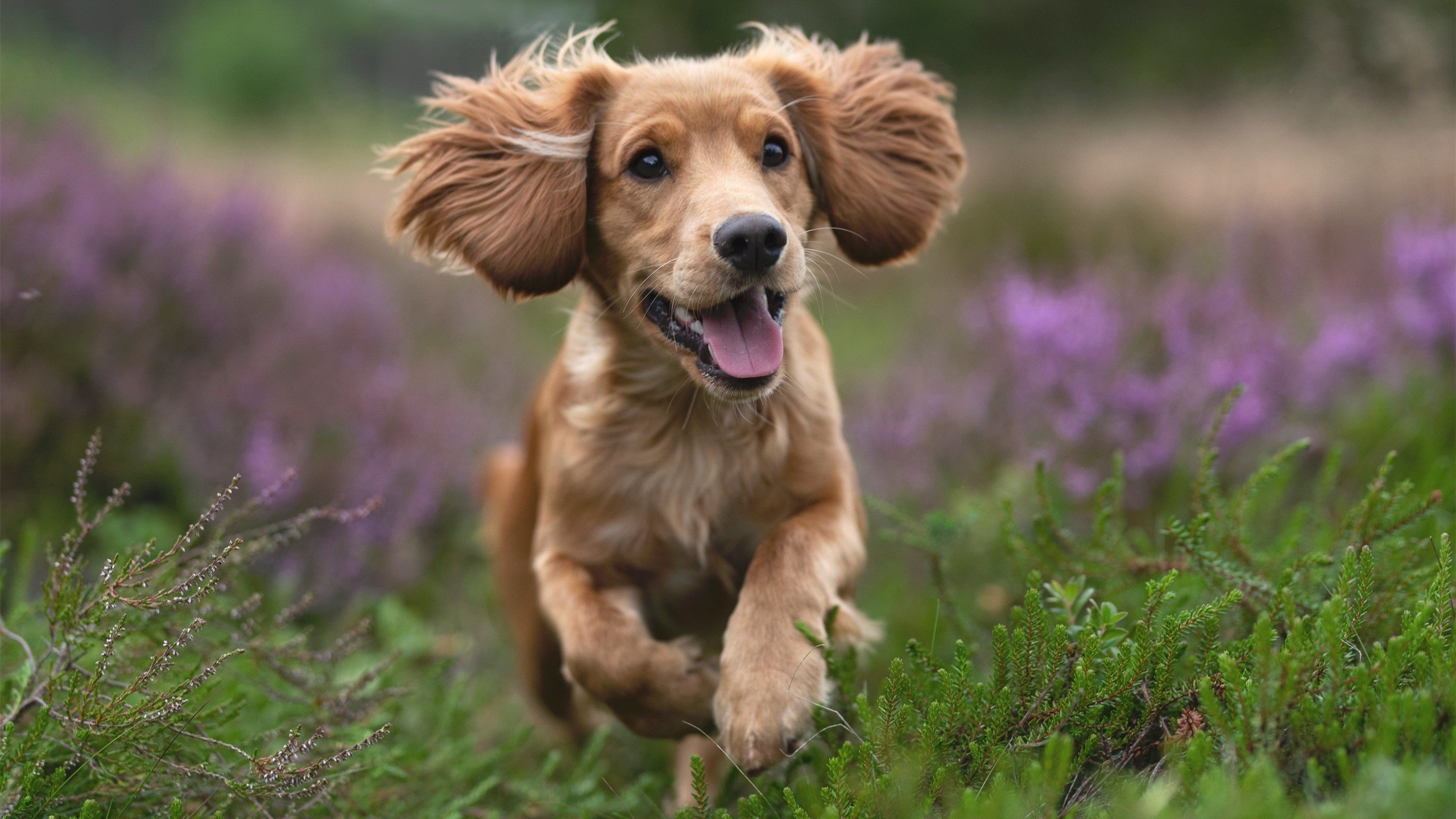 “意甲经典对决：攻防两端精彩纷呈”，意甲身体对抗