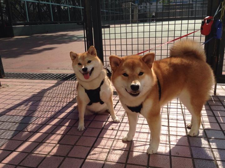 三分战火:北京队三分命中率突破42%,火力全开!,三分大赛命中率最高的