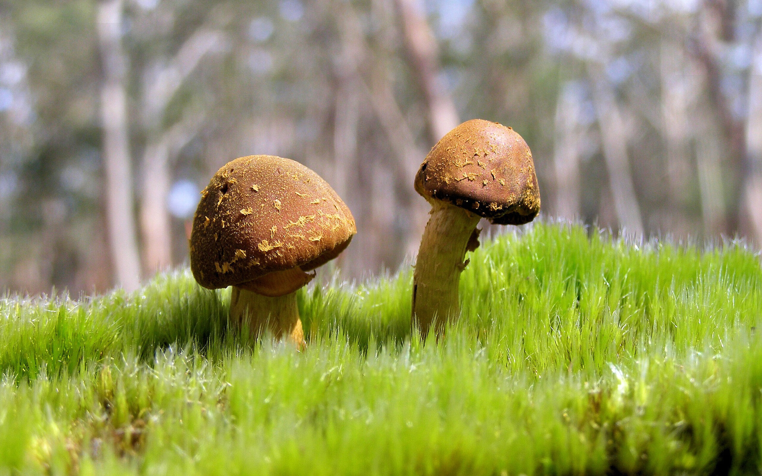 爱游戏下载-冰壶巡回赛：冷静裁判的策略对决，冰壶裁判法