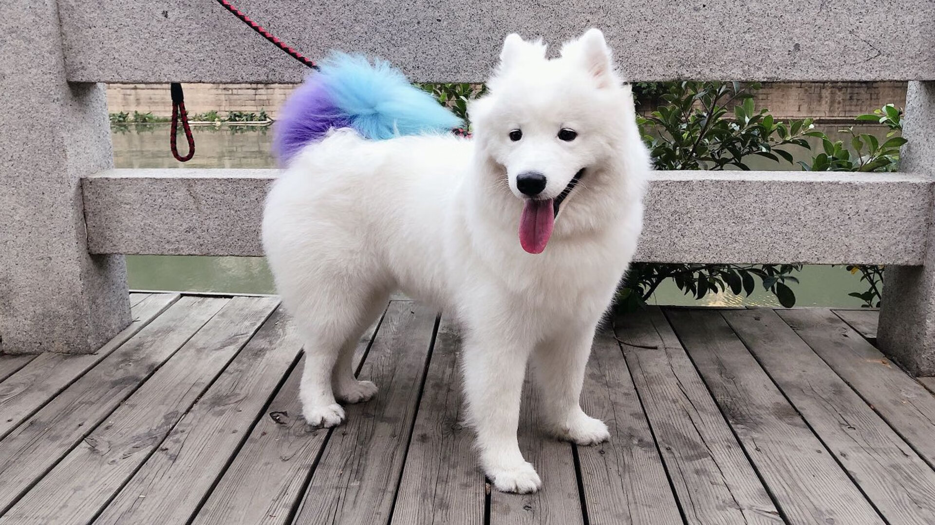 国际泳联赛:卫冕冠军再现神勇,国际泳联比赛规则