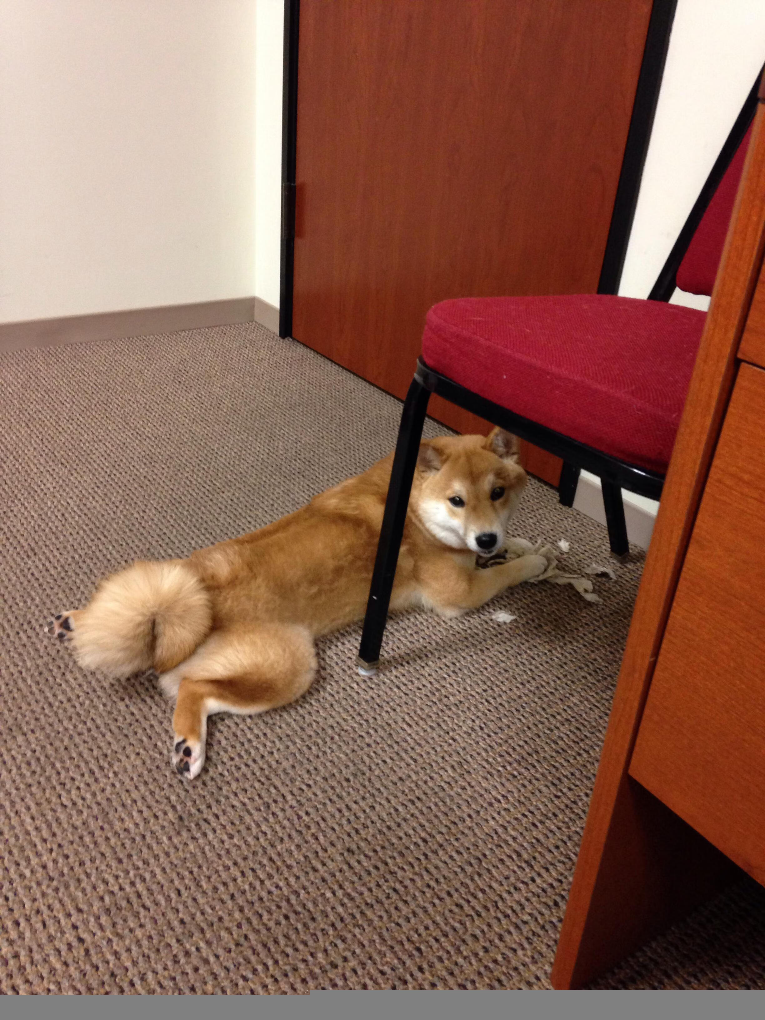 爱游戏平台-意甲：拉齐奥4-0震撼击败乌迪内斯，队内表现出色，拉齐奥1_3乌迪内斯