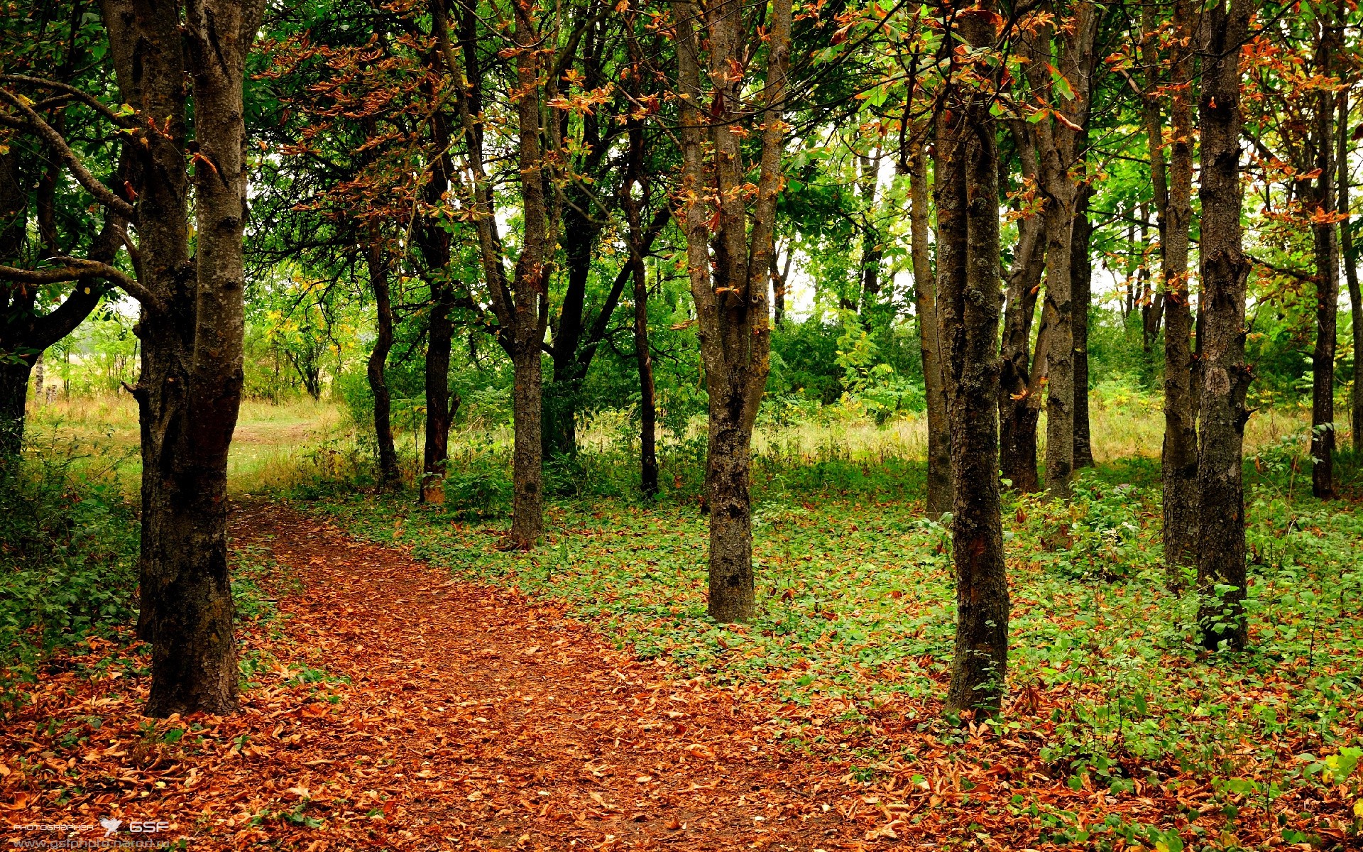 AIYOUXI.COM-报道美国游泳选手在奥运会上取得第八枚金牌的历史性成就，彰显其卓越表现。