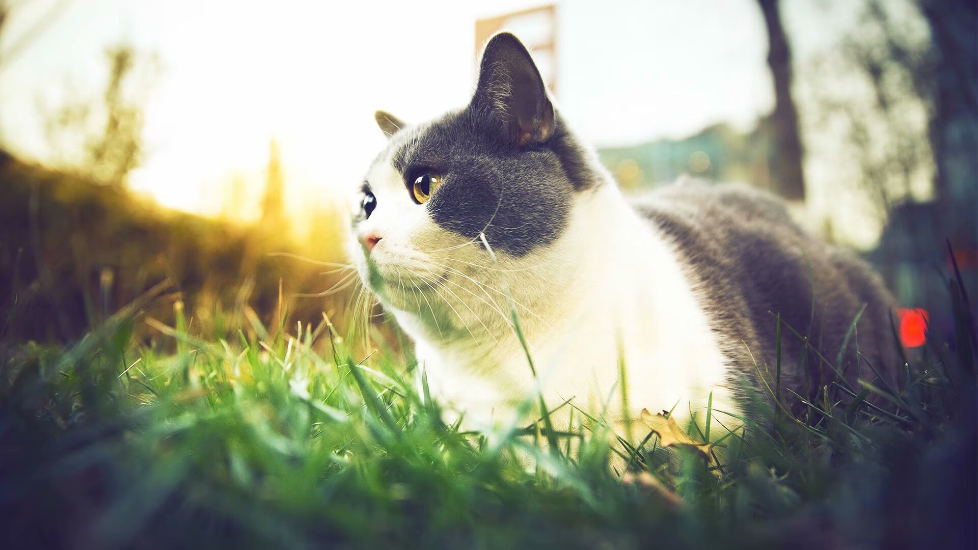 爱游戏官方网站-数字化管理助力中国篮球赛事高效运营，数字篮球馆