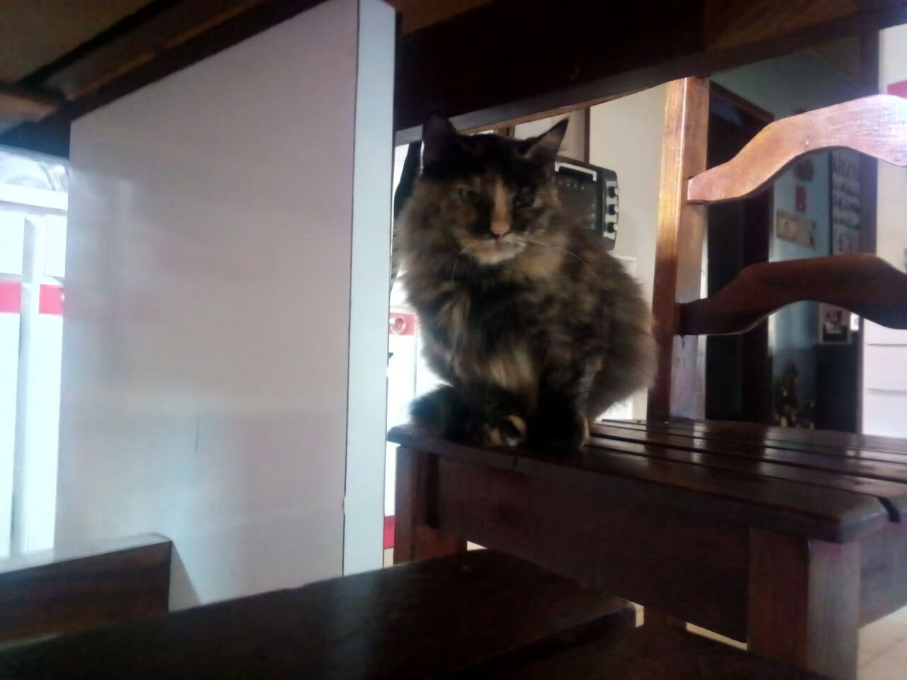 日本马术协会推出马术运动员健康管理系统,关注运动员身心健康。