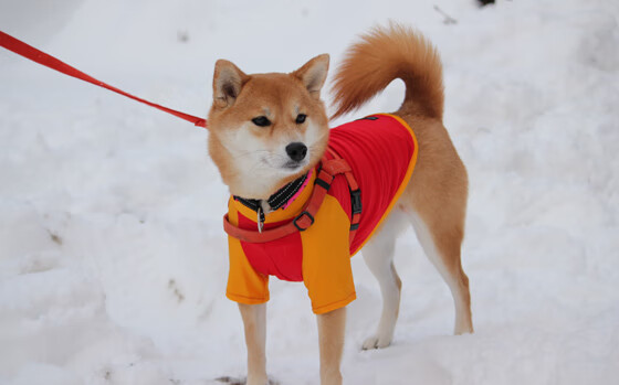 AYX GAMING-球迷狂欢：疯狂应援背后的动人故事，疯狂球迷冲进球场