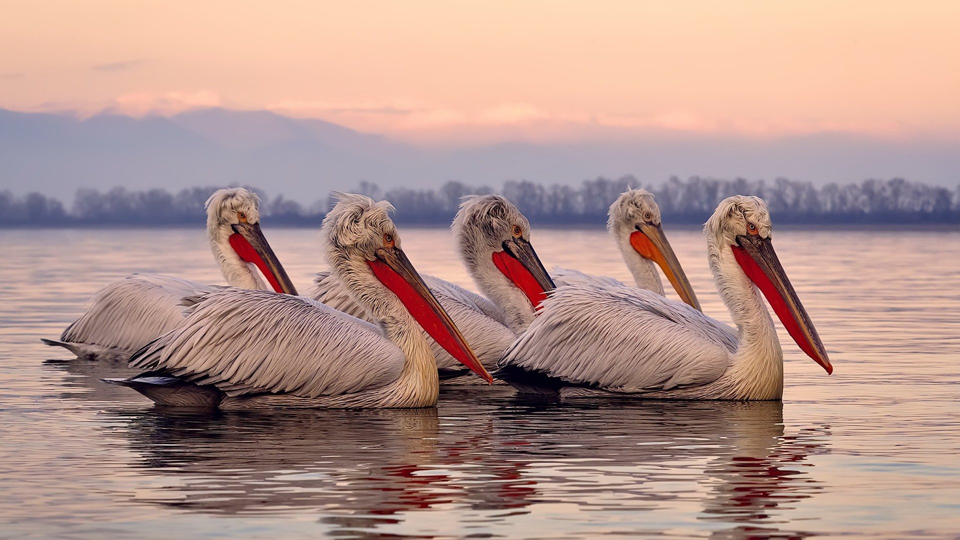 赛车动画:用数字科技重现经典WRC瞬间,赛车动画图