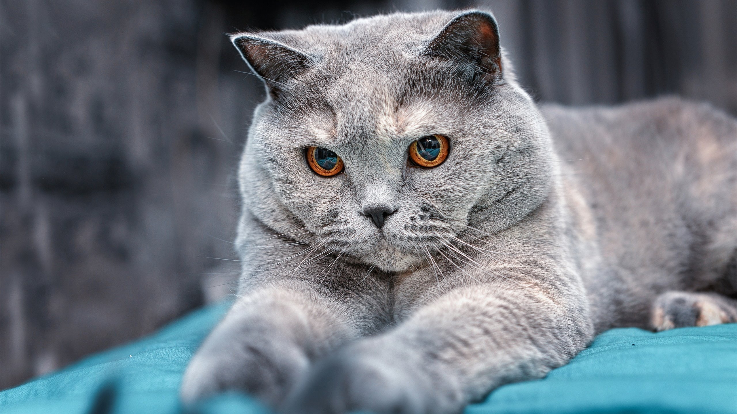 AYX GAME-塞尔维亚篮球运动员健康状况改善，塞尔维亚篮球运动员健康状况改善的原因