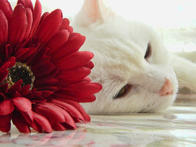 爱游戏官网-尤文图斯后防稳固，意甲豪门赛季表现令人期待，尤文图斯 意甲