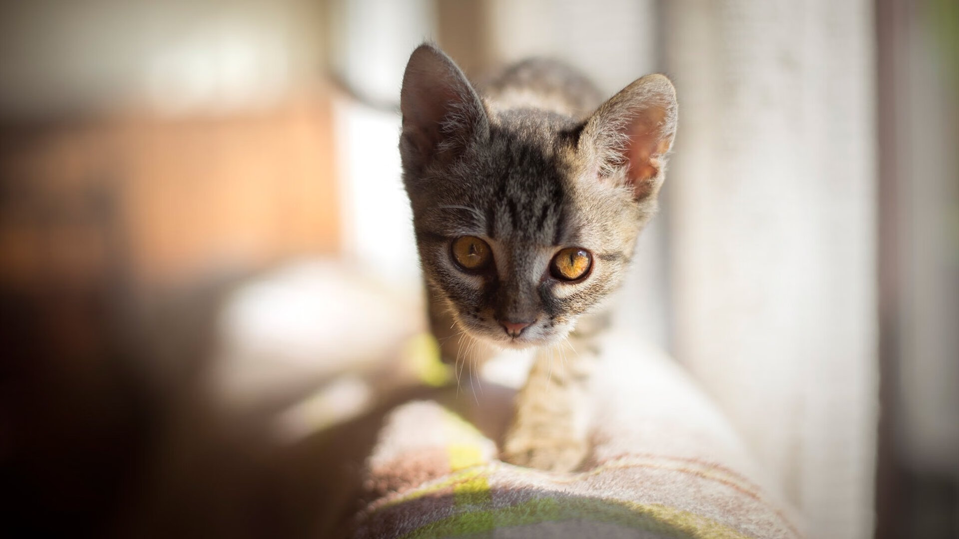 爱游戏在线登录入口-意大利国家队稳扎稳打，守住榜首位置，意大利国家队 阵容