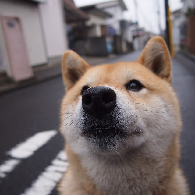 摩纳哥队员意外伤愈,或将重返首发,摩纳哥队长是谁