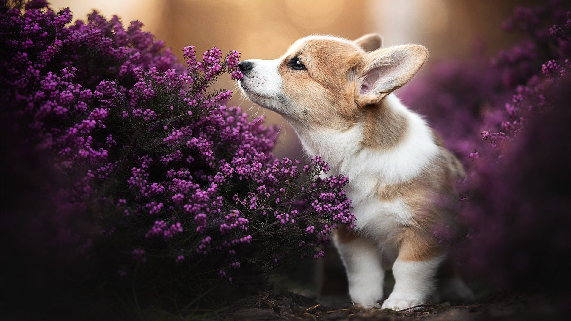 爱游戏平台-焦点电竞俱乐部资金注入动态，焦点科技股份怎么样