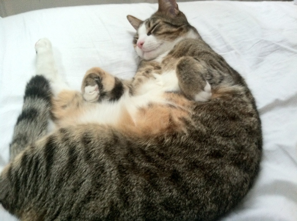 爱游戏体育app-阿根廷队国家队备战美洲杯，球员健康状态良好，阿根廷国家队美洲杯战绩