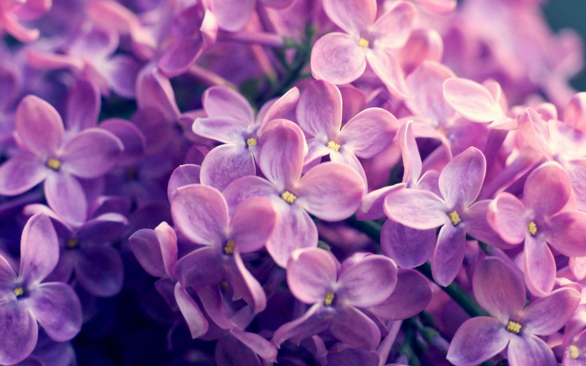 韩选手星际争霸比赛数据分析发布,星际争霸韩国比赛