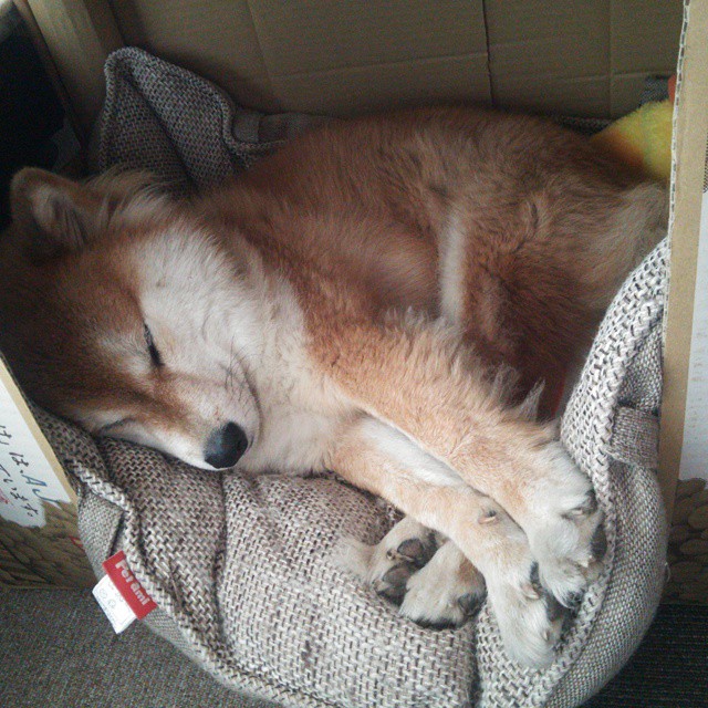 NBA赛季篮板王数据,nba篮板王次数排行榜