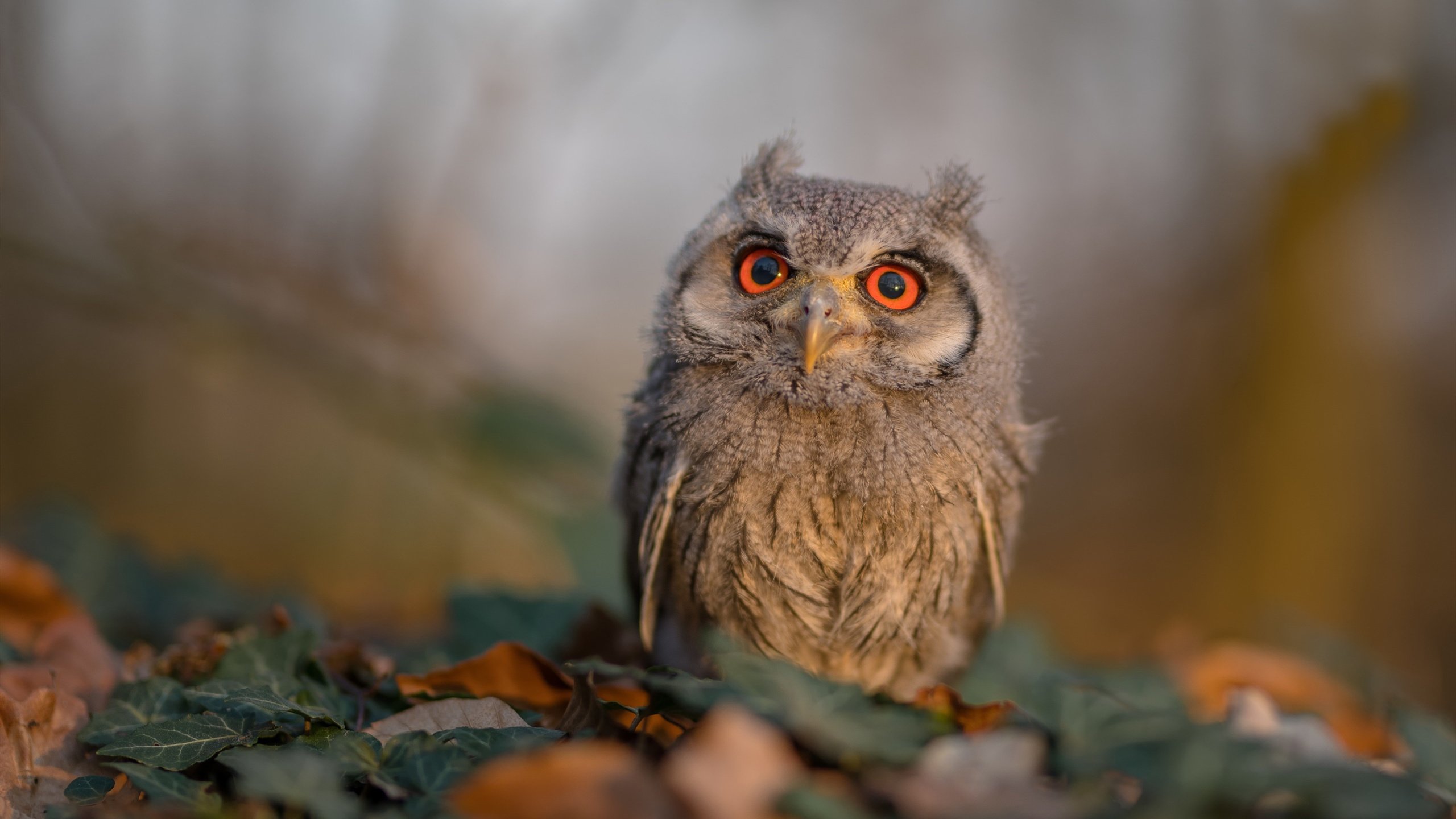 AYX官网-乒超联赛开赛，众国手齐聚一堂，乒超联赛乒乓球