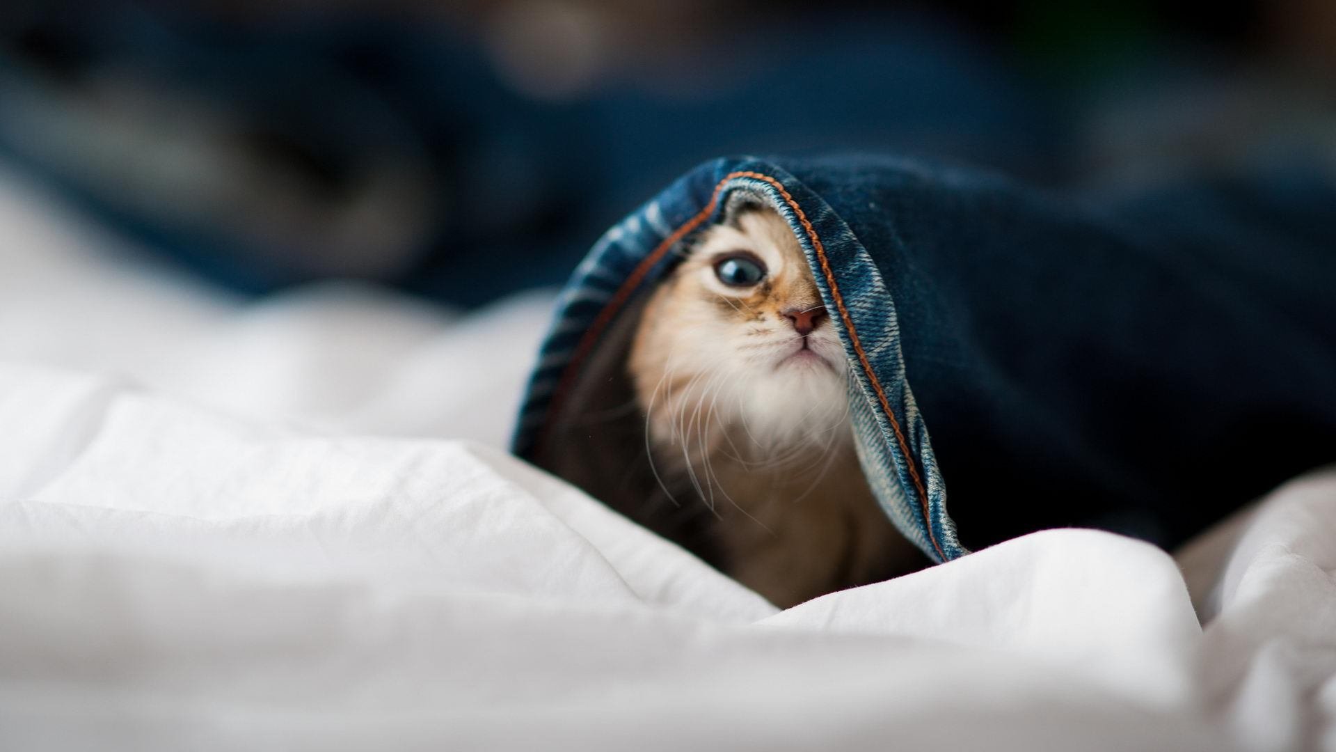 体育赛事媒体传播策略,体育赛事媒体运行服务