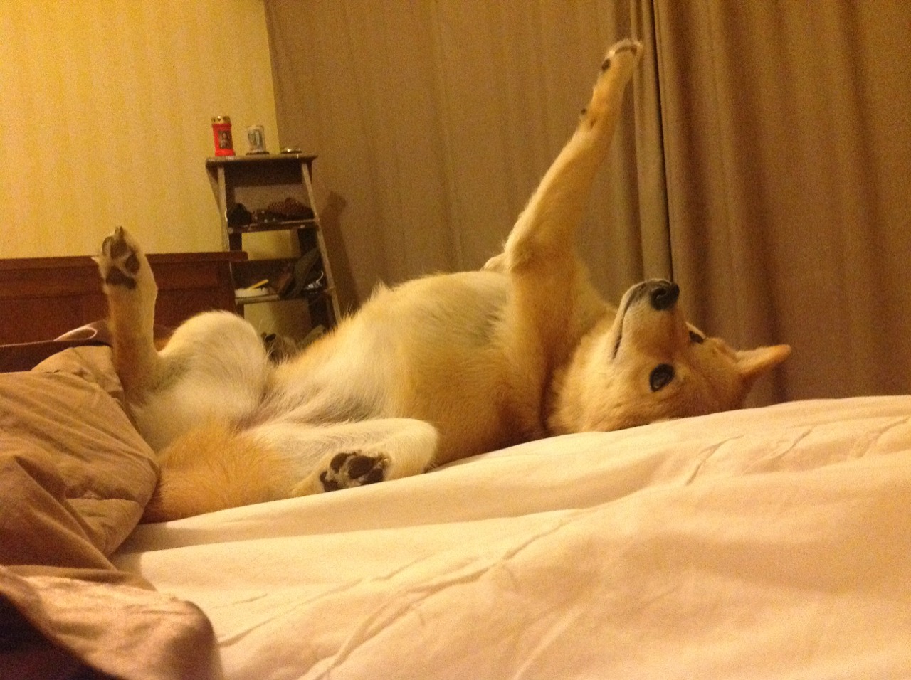 爱游戏平台-中国女篮连续夺冠 球队稳定性显著提升，中国女篮拿过几次冠军