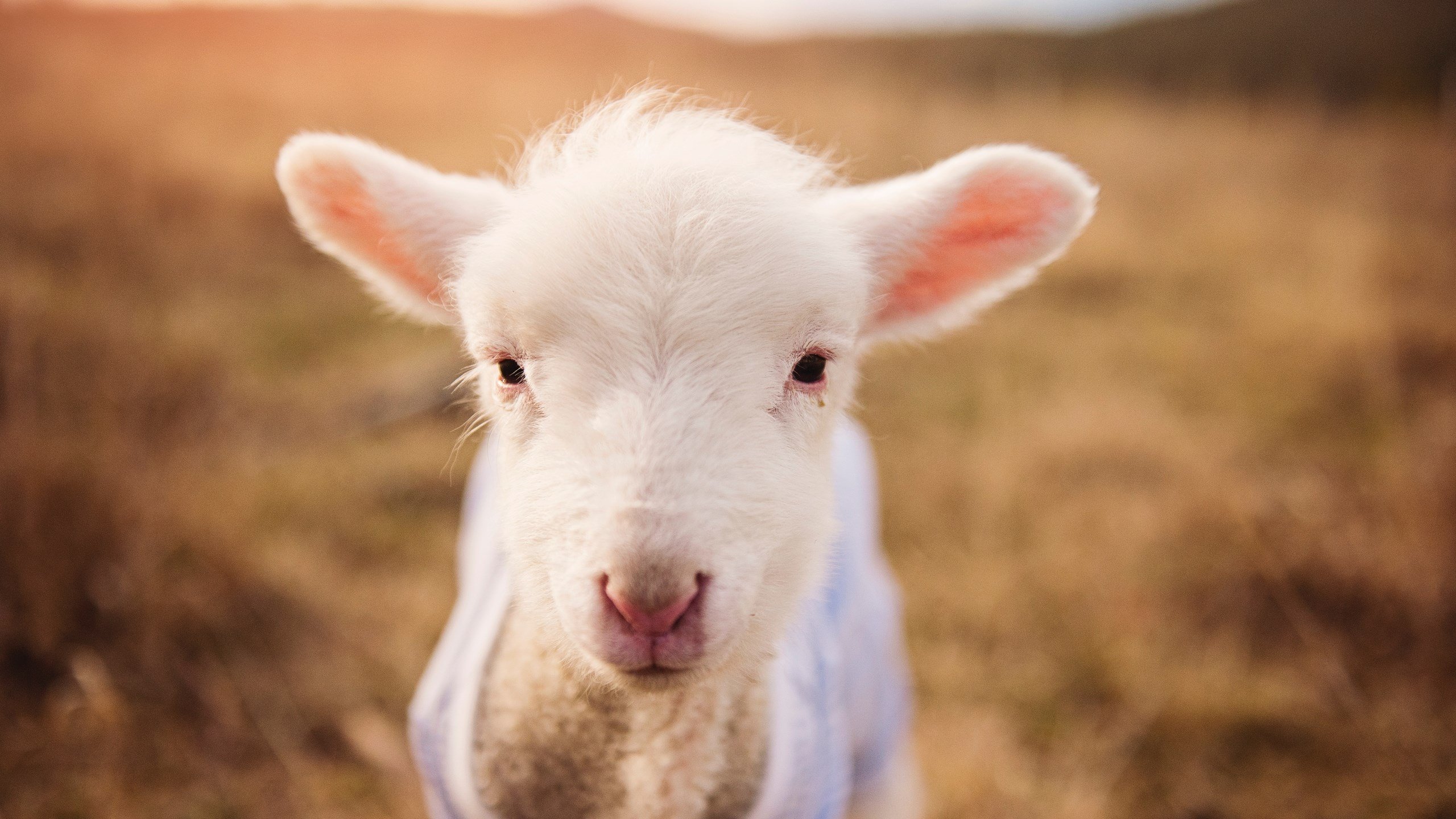 爱游戏体育平台-出发水下推进成蝶泳开局关键，水下蝶泳视频