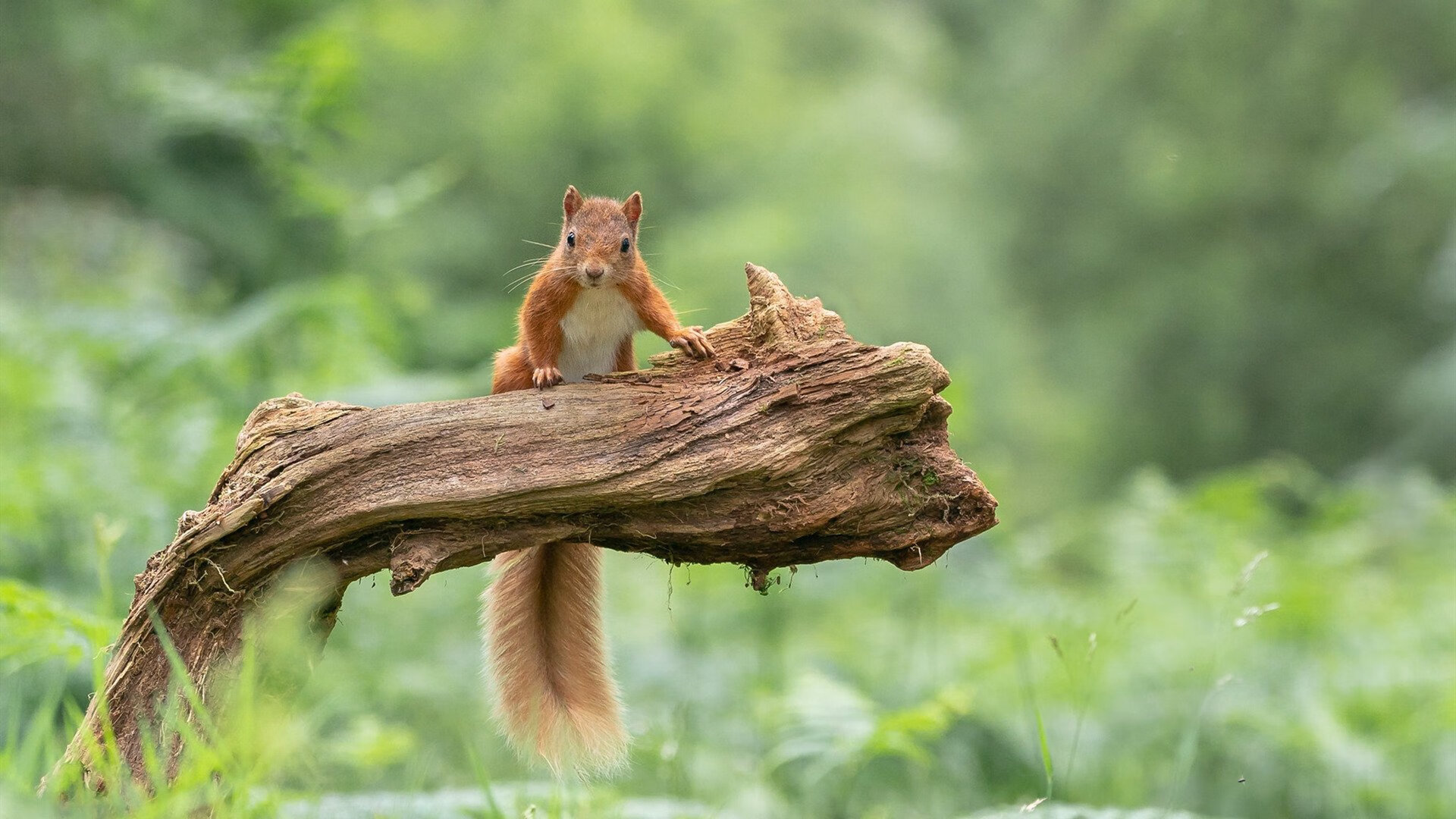 爱游戏娱乐-深圳队管理层公布未来发展规划，深圳队原来叫什么名字