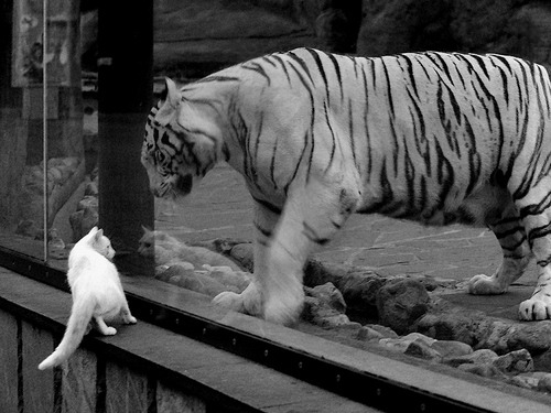 -职业联赛本土球员出场时间减少，职业球员出场记录