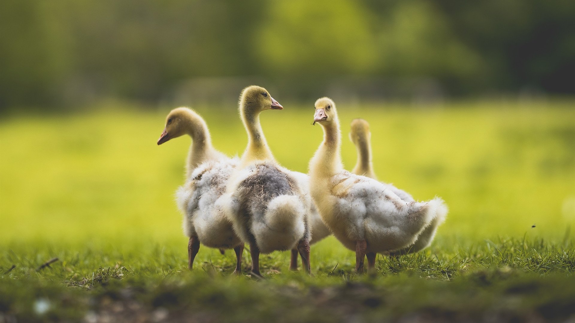 森林狼更衣室氛围影片引人泪目,森林狼男装
