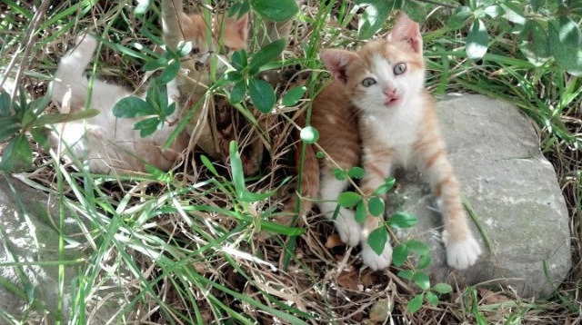 欧洲杯激烈对抗:战术变换引领新潮流!,欧洲杯对抗表