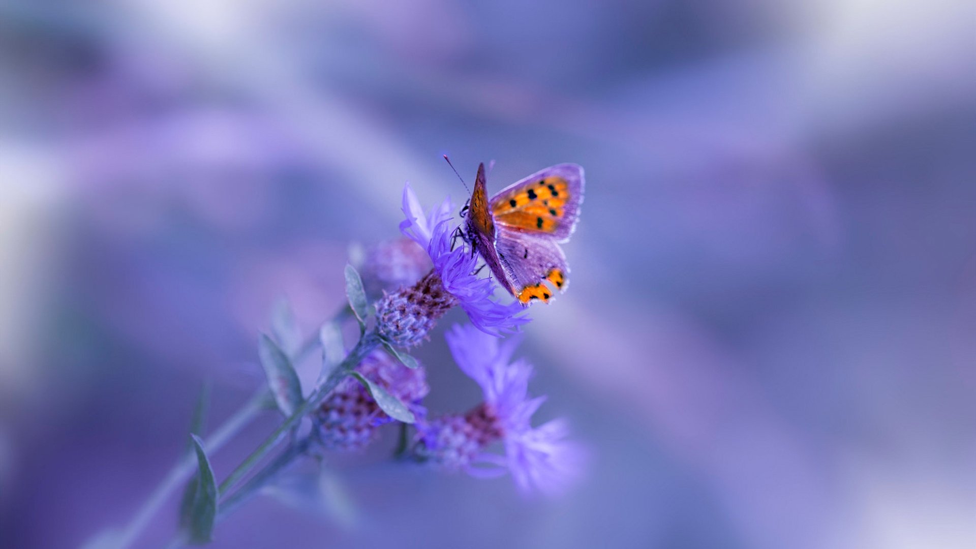 法甲激烈对抗:攻势不断,精彩纷呈,法甲对抗强吗