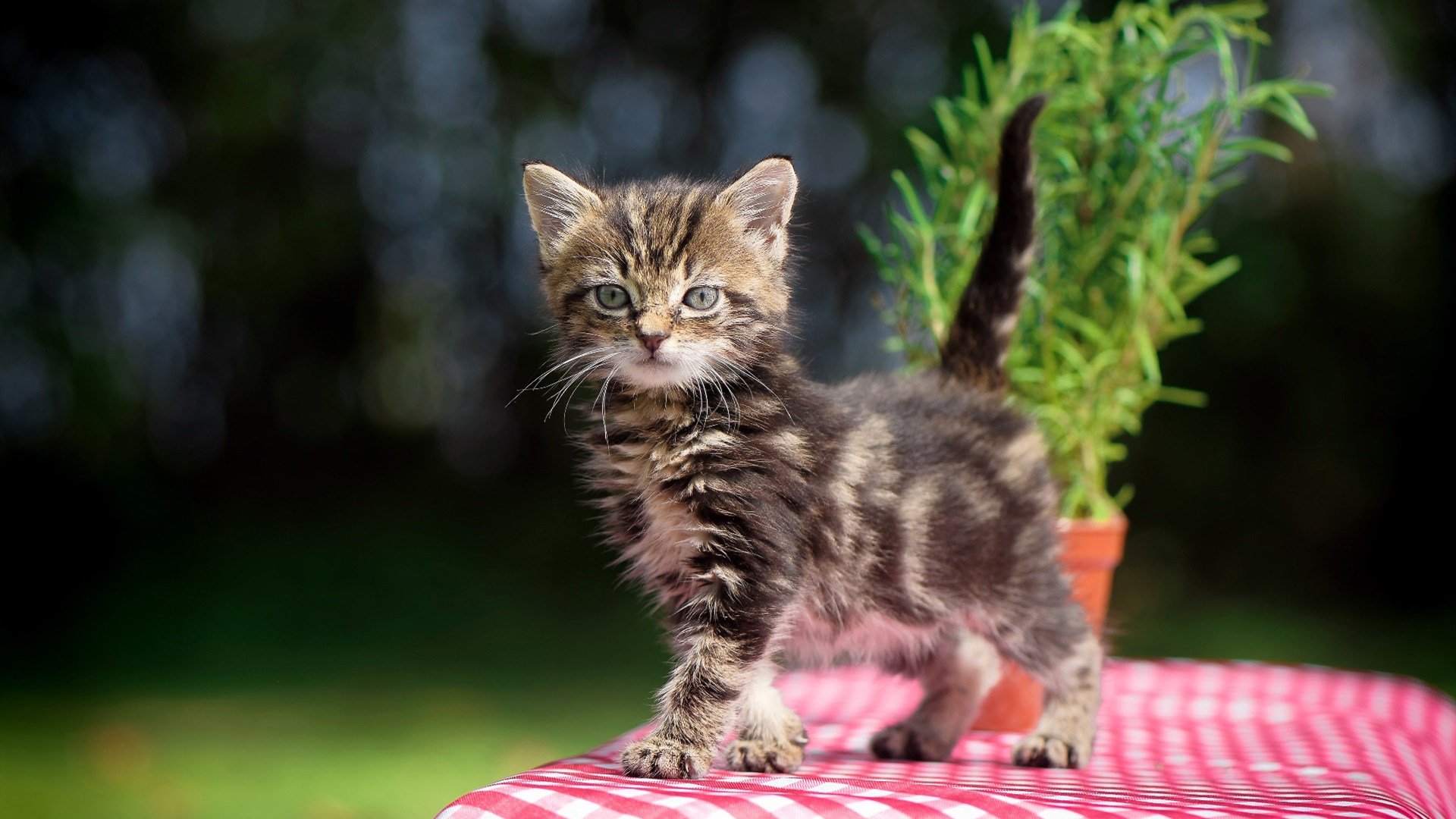 英超冠军悬念:谁主沉浮,精彩不停!,0506英超冠军