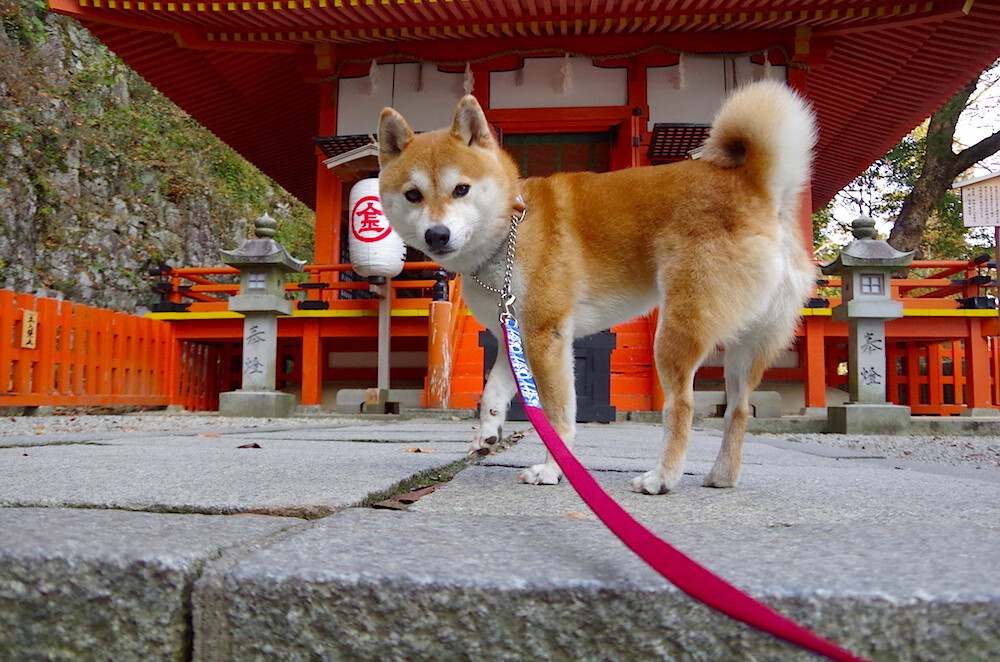 马克西姆·格鲁塞展现强大爆发力,格鲁马克4